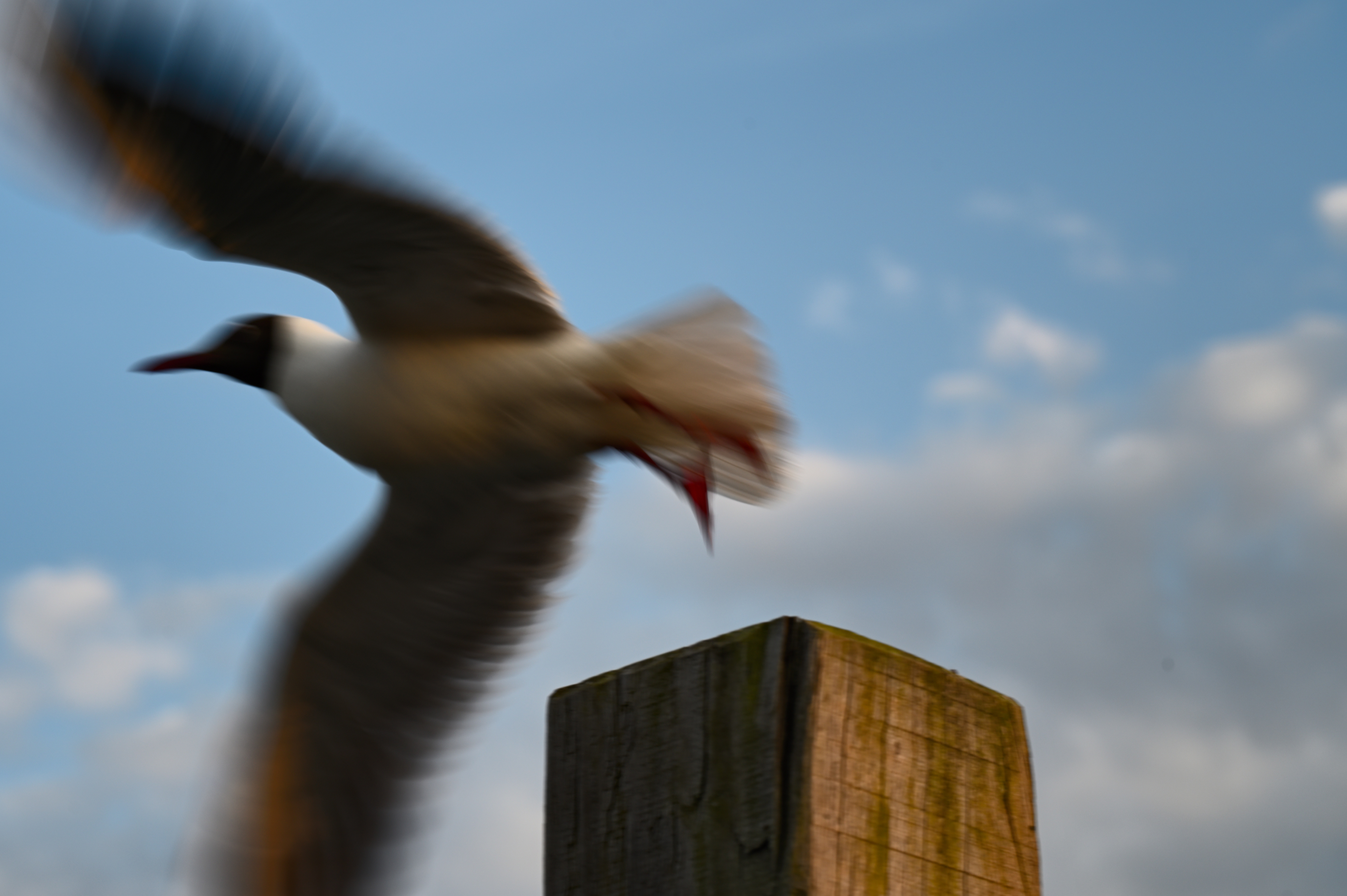 Lachmöwe startet zu schnell